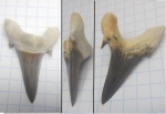 Зуб акулы Jaekelotodus trigonalis