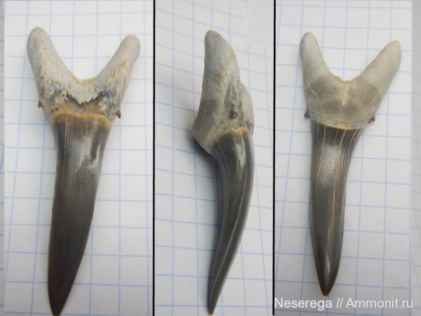 акулы, зубы акул, Мангышлак, бартон, Striatolamia macrota, shark teeth, sharks