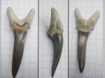 Зуб акулы Striatolamia macrota