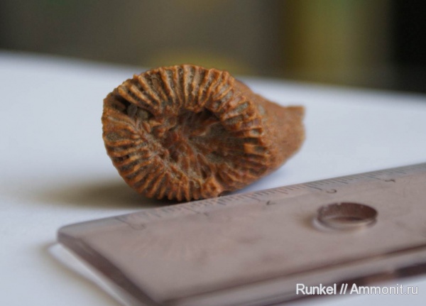 палеозой, Cnidaria, Anthozoa, Tetracorallia, Rugosa
