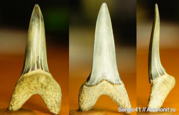 палеоген, Striatolamia striata