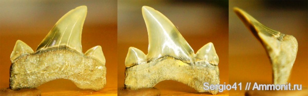 Otodus minor