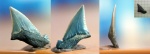 Зуб акулы Palaeocarcharodon cf. orientalis