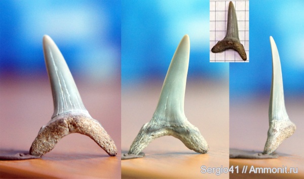Striatolamia
