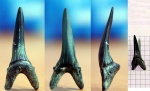 Striatolamia