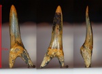 Striatolamia