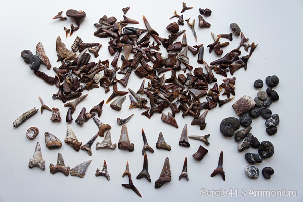 Otodus, Striatolamia, shark teeth