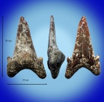 Otodus minor