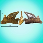 Otodus minor