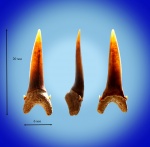 Striatolamia (Carcharias?)  "янтарная"
