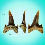 Palaeohypotodus rutoti