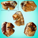 Hypolophodon sp.?