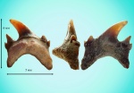 Palaeohypotodus rutoti