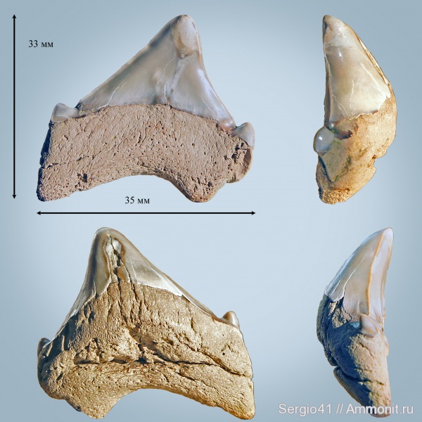 зубы, палеоцен, акулы, Otodus