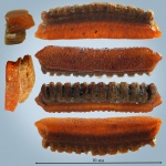 Rhinoptera