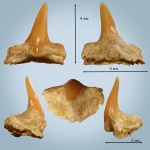 Squatina