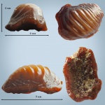 Ptychodus Ptychodus