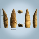 Зуб  Elasmosauridae indet