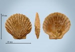 Chlamys