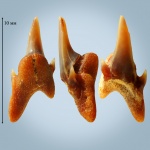 Симфизный зуб Carcharias gracilis