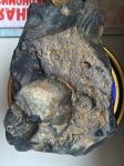 Euomphalus (?)