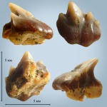 Plicatoscyllium cf. minutum