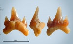 Carcharias sp. (?)