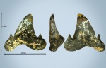 Jaekelotodus trigonalis верхний боковой