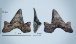 Otodus minor