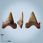 Otodus minor