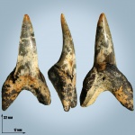 Macrorhizodus praecursor
