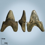 Передний Otodus minor