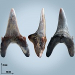 Jaekelotodus trigonalis