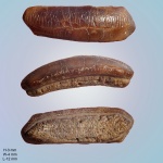 Heterodontus cf. lerichei