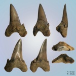 Otodus obliquus