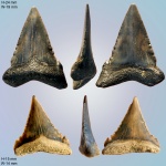 Palaeocarcharodon cf. orientalis