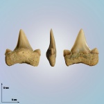 Cretolamna sarcoportheta