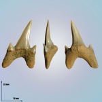 Archaeolamna kopingensis