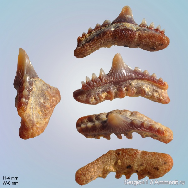 зубы, акулы, маастрихт, Synechodus, Волгоград