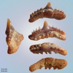 Synechodus