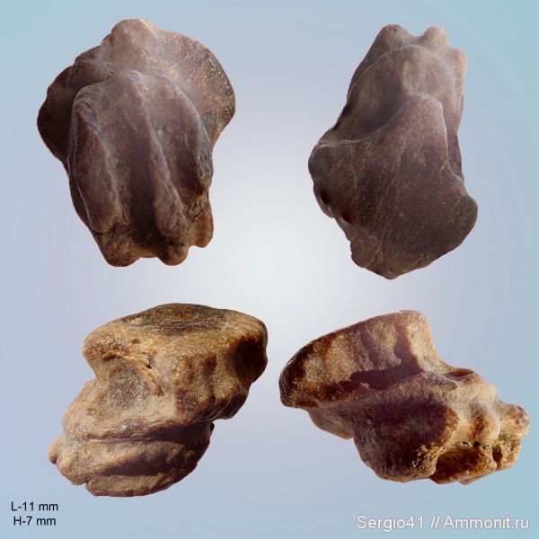 палеоген, скаты, Myliobatidae, Волгоград, танет, зеландий