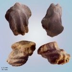 Myliobatidae (боковой зуб)