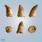Зуб Plioplatecarpus marshi Dollo