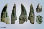 Зуб Plioplatecarpus