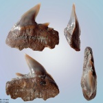 Notidanodon (cf. brotzeni) ?)
