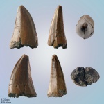 Зуб Platecarpus sp.