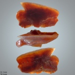 Squalus