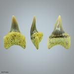 Интермедиальный Palaeohypotodus bronni (?)