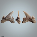 Eostriatolamia cf. segedini