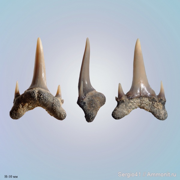 Eostriatolamia, Odontaspis, кампан, Scapanorhynchus, Волгоград, Campanian